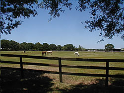 grazing field